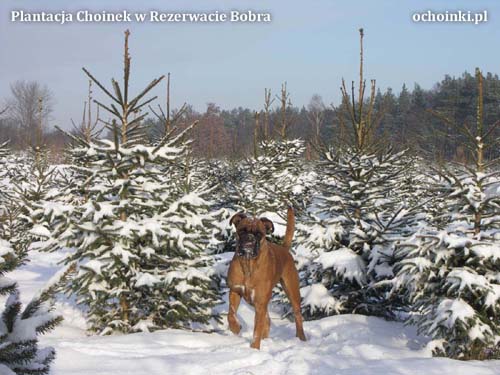 Plantacja w Rezerwacie Bobra ochoinki.pl zimą - wierny przyjaciel na spacerze - śniegowe szaleństwo
