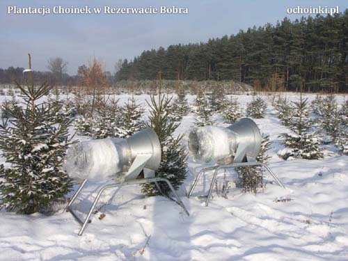 Plantacja w Rezerwacie Bobra ochoinki.pl zimą - tuby do pakowania choinek w siatkę